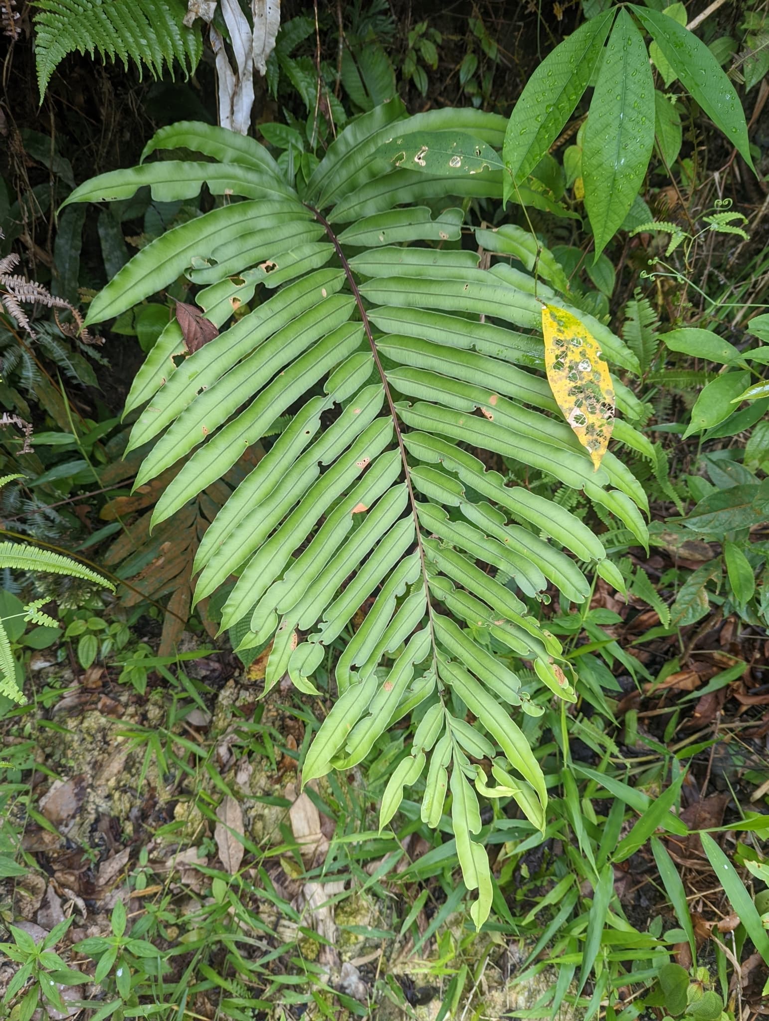Lata Pinang