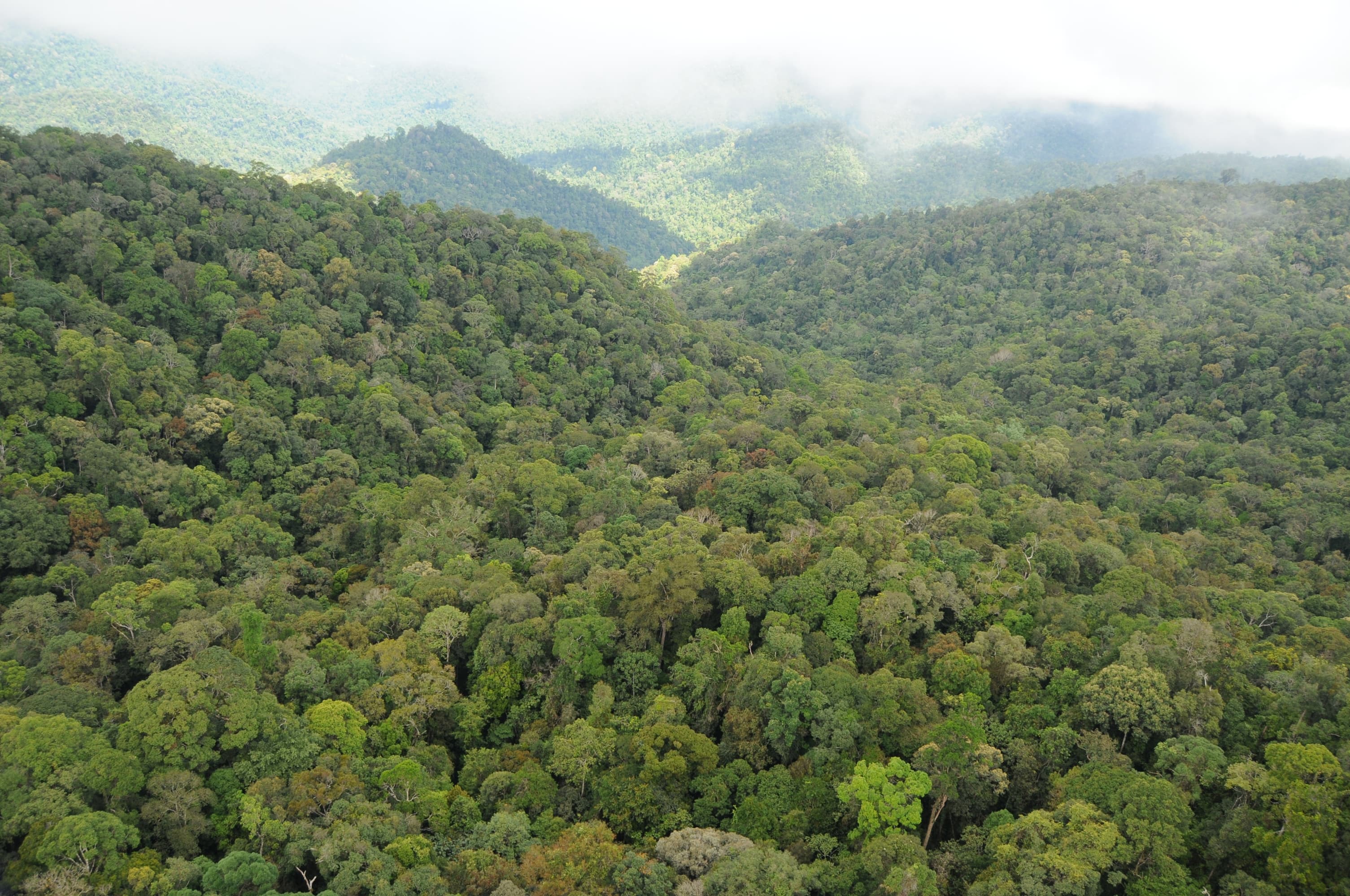 Gunung Trus Madi